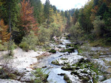 Fákkal borított érintetlen terület